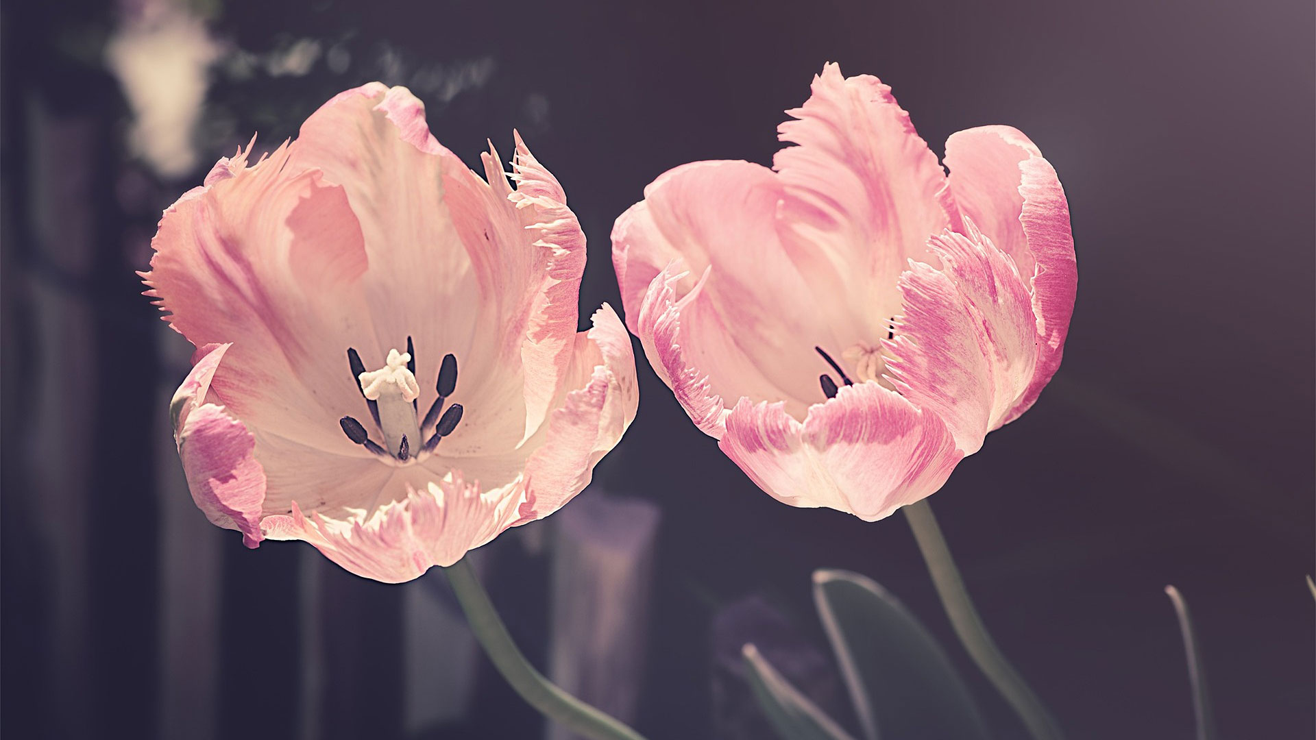 tulips-3339416_1920-b